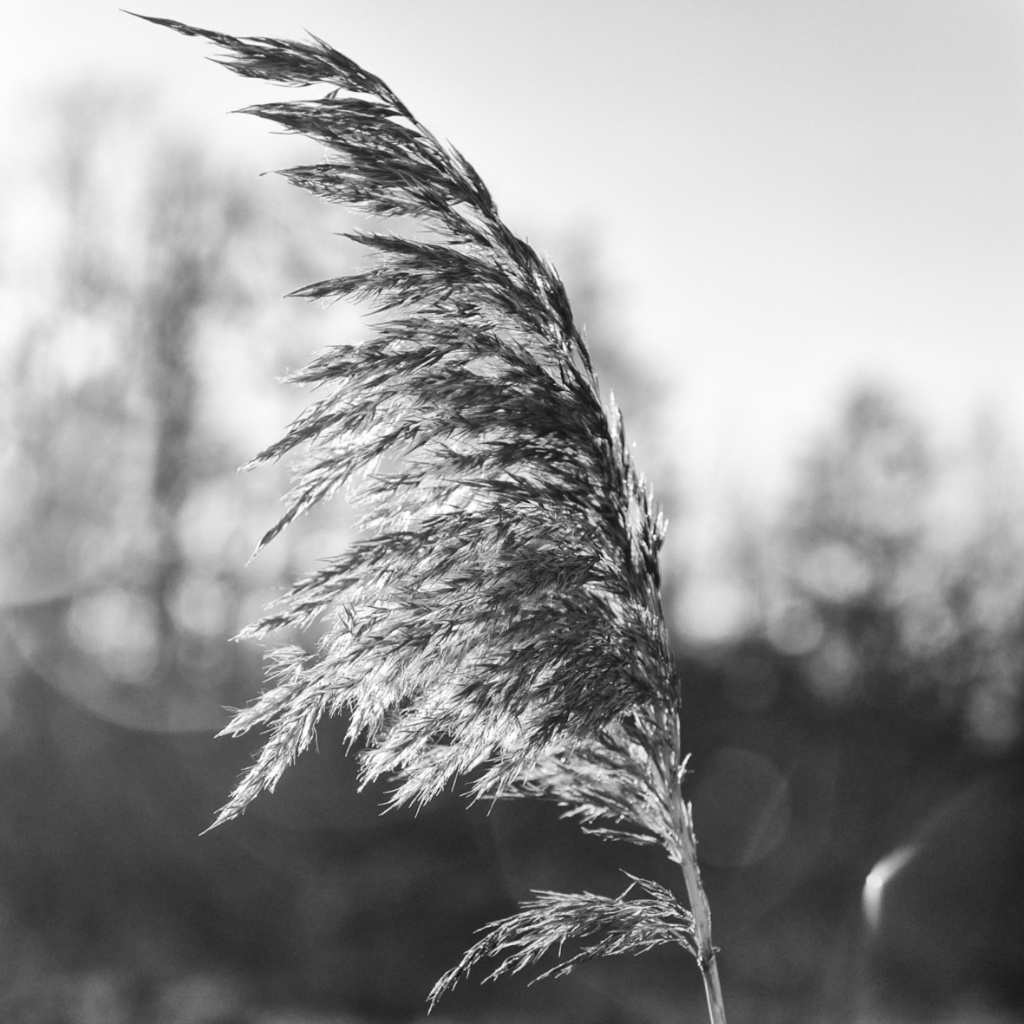 Riet zw